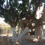 Zákeus fája Elisszeus próféta templomában a Szentföldön